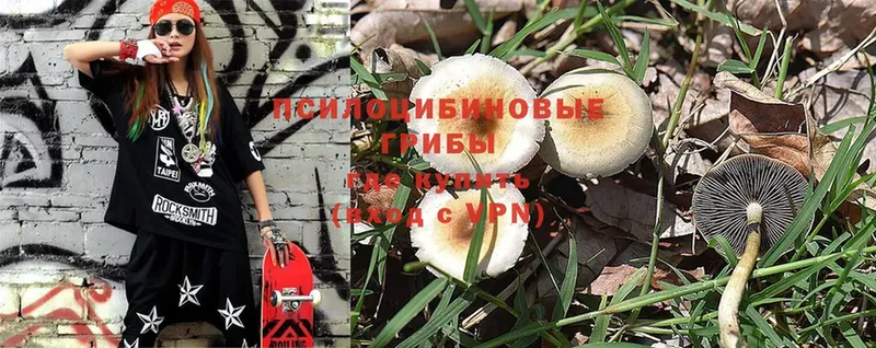 где найти наркотики  Бутурлиновка  Галлюциногенные грибы Psilocybe 